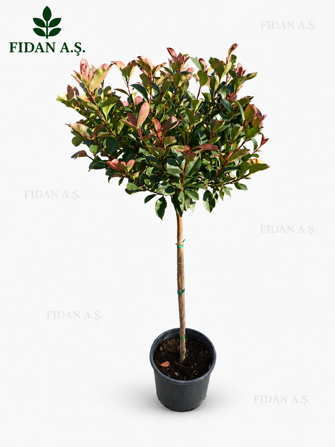 Photinia Fraseri Little Red Robin 